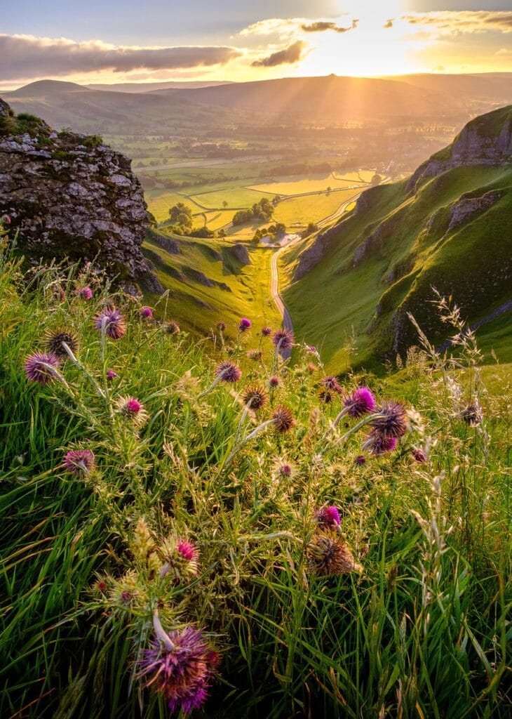 winnats pass, peak district, derbyshire, flower background, valley, countryside, sunshine, sunrise, landscape, summer, road, thistles, flower wallpaper, beautiful flowers, flowers, nature, sunlight