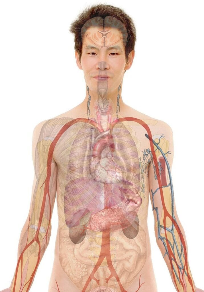 anatomy, man, human, body, skin, organs, schema, biology, teaching, people, science, medicine, nursing, anatomy, anatomy, anatomy, human, body, body, body, body, body, biology, science