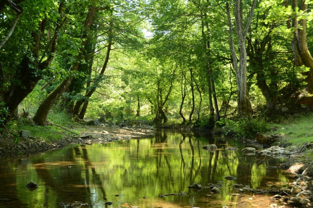 Tranquil forest stream reflecting lush green trees in summer, creating a peaceful natural scene.