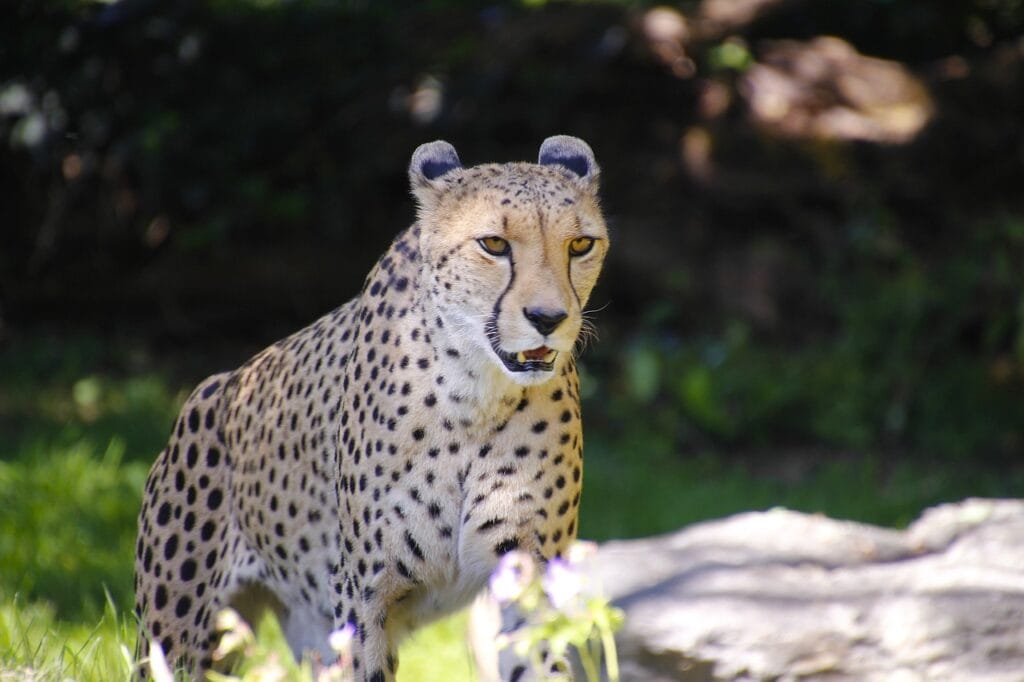 Today’s Fast World more than fast cheetah, predator, animal, wild.