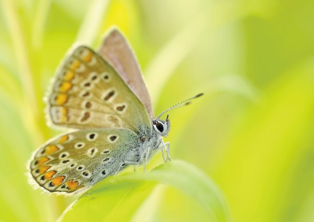 Most beautiful butterfly species to attract with native wildflowers