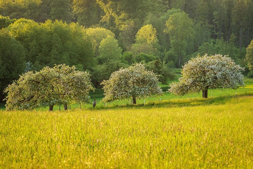 The orchard is representing of smart gardening: flowers, indoor plants, companion planting & climate-resilient trees.