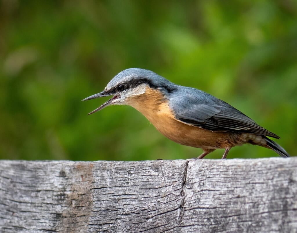 The bird is a symbol of the nature that why the most beautiful places await you.