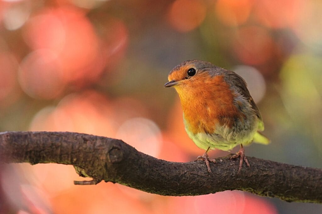 robin, bird, nature, scared of noise,  in the garden.