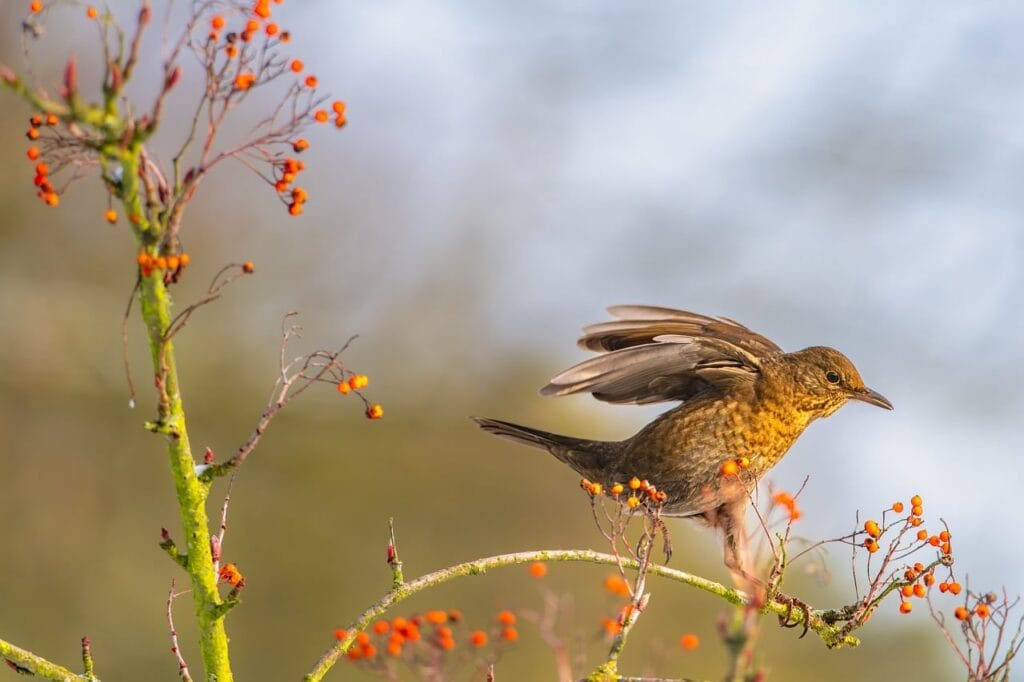 This bird is representing of common garden birds identification guide for Northern Hemisphere.