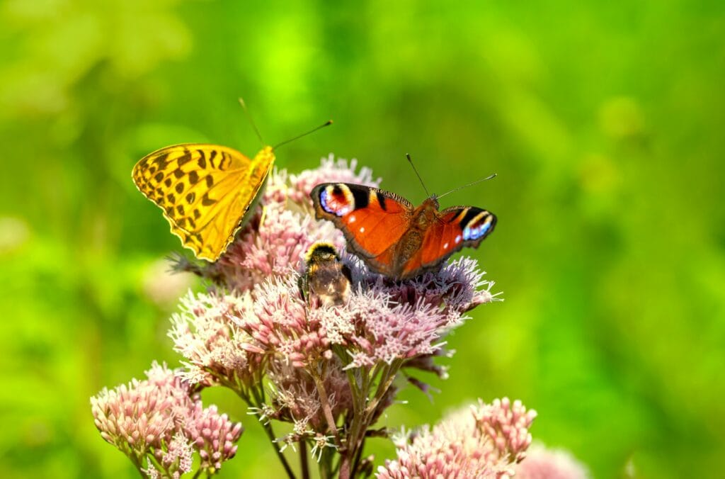 Close-up of vibrant butterflies and flowers in nature showcasing pollination, the role of biodiversity in creating vibrant and healthy ecosystems