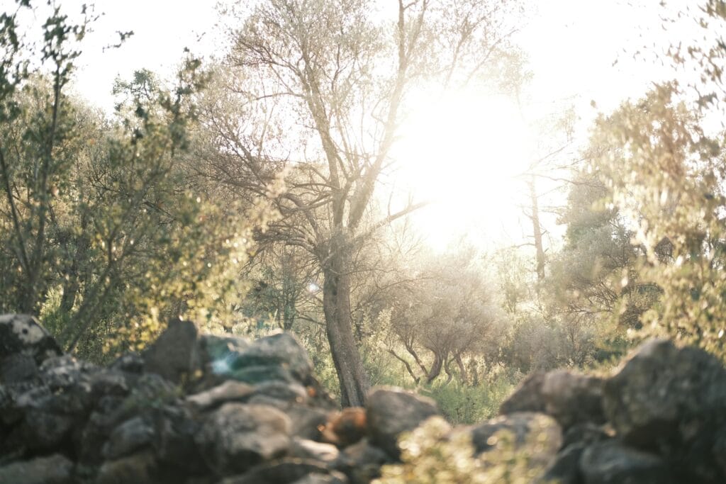 A peaceful sunrise illuminating a lush forest, casting warm light through the trees.