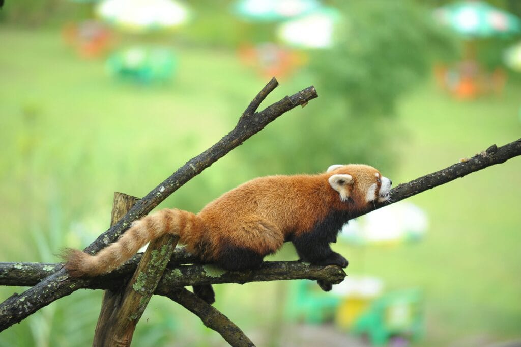 A close-up of a red panda lying on a branch, surrounded by the Boldest Version.
