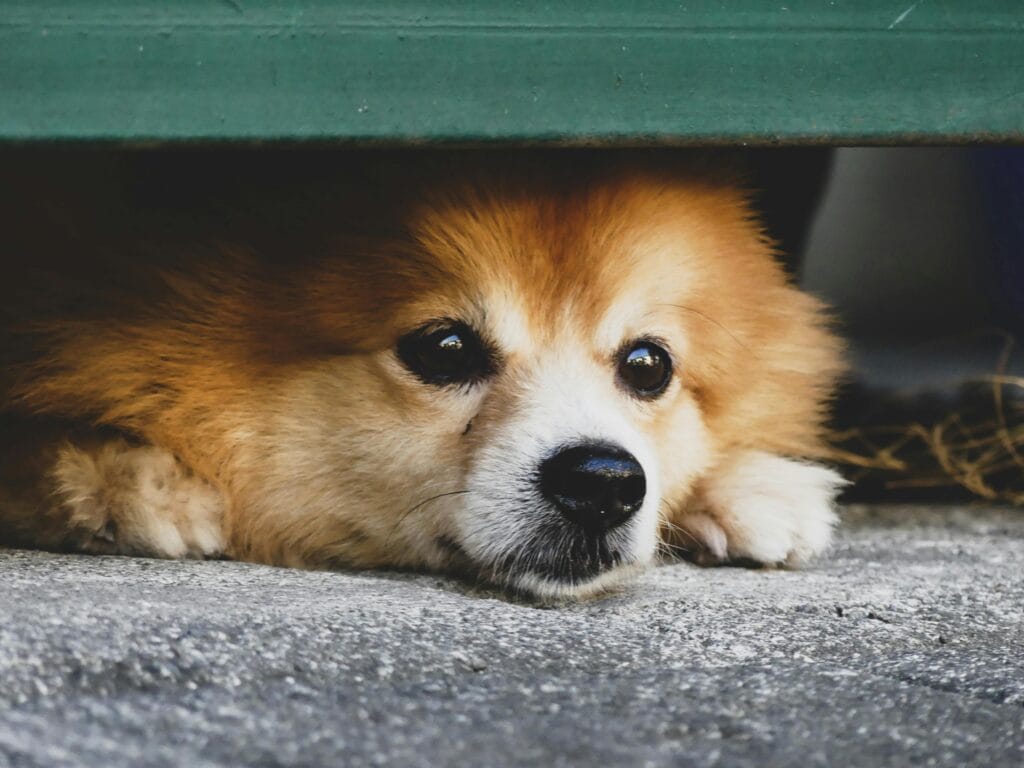 Cute fluffy dog lying on pavement, showing,noise phobia.