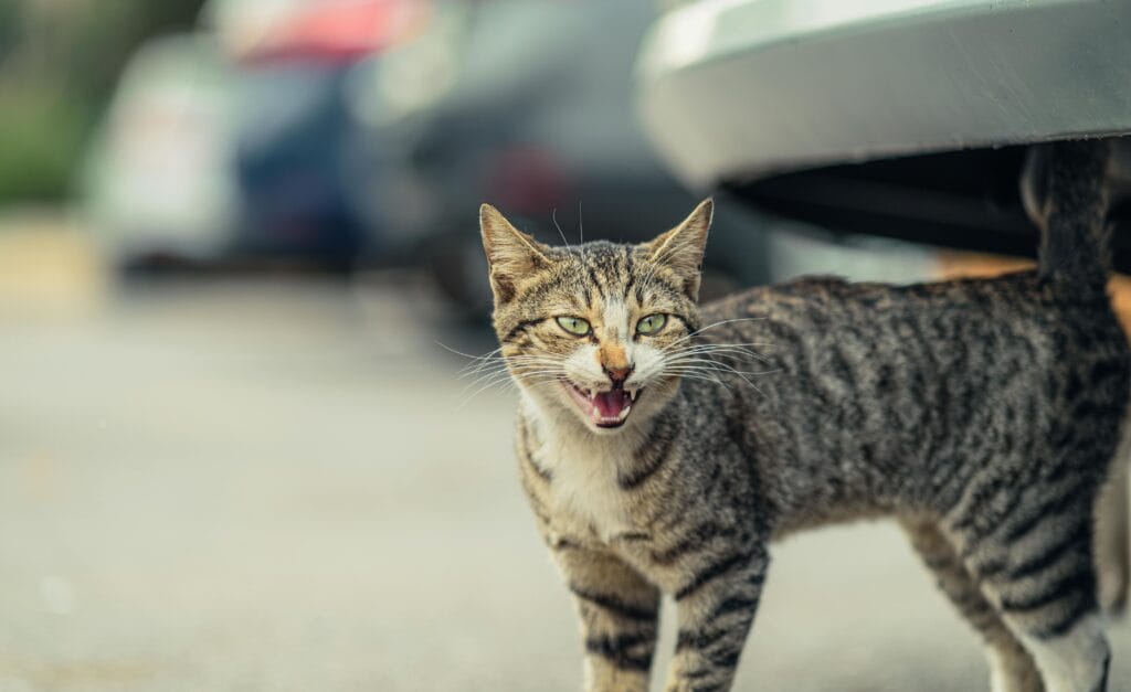 A close-up photo of a striped stray cat meowing outdoors in a city setting.