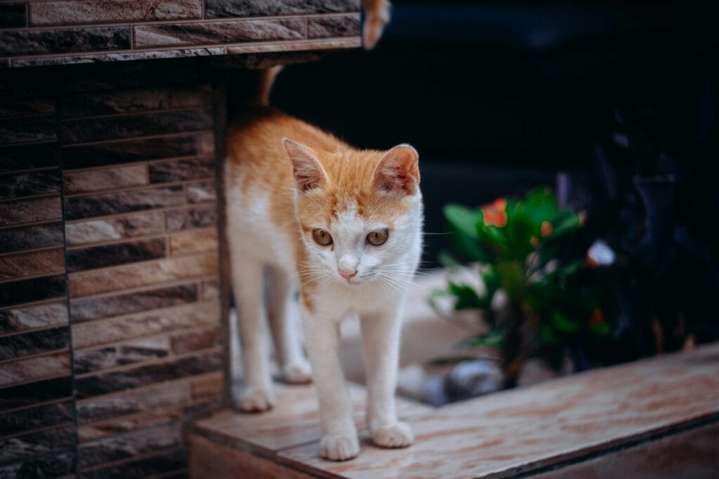 A ginger and white cat spraying  out curiously beside a decorative wall, surrounded by plants.