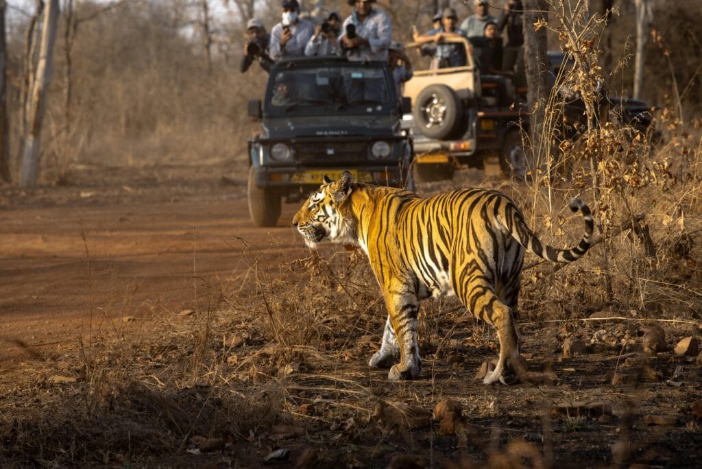 This image is the symbol of ethical wildlife tourism destinations for seeing animals in the wild.