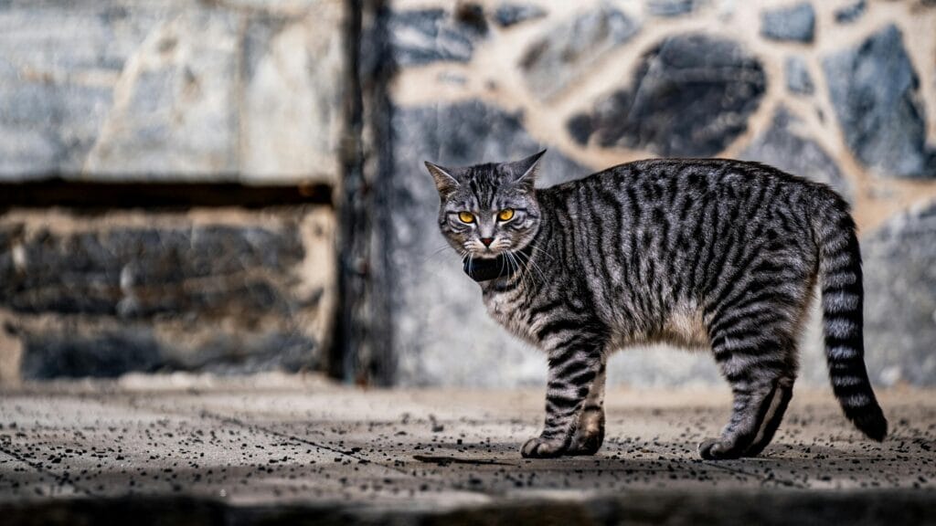Grey tabby cat with intense yellow eyes standing on pavement, looking intently.cat spraying