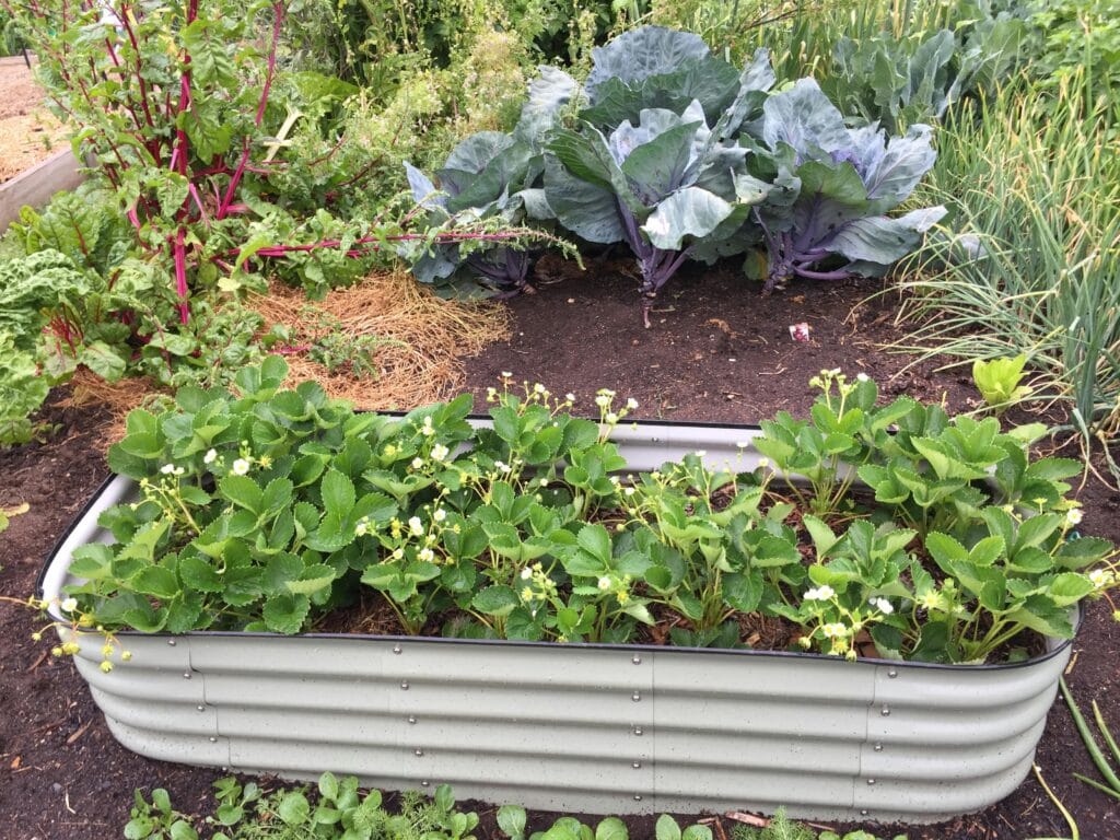 Lush garden is symbol of  companion planting & organic vegetable gardens.