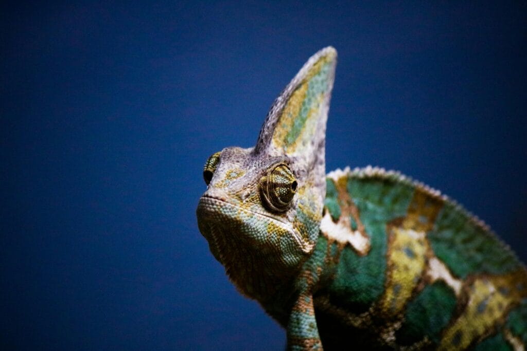 The High-Achieving ambivert, social chameleon tactics for modern conquerors.