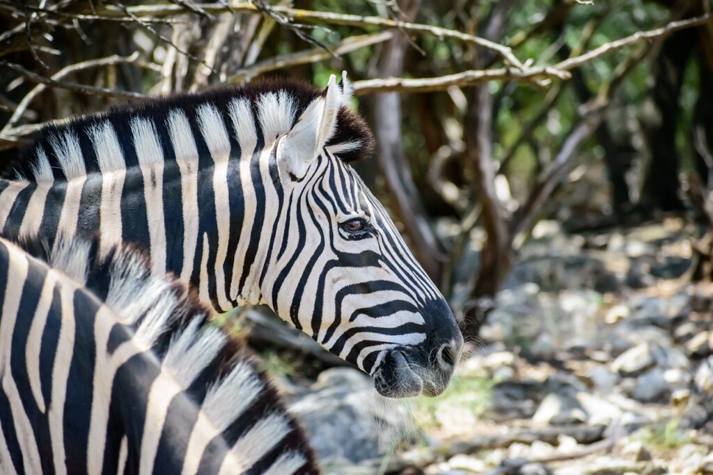 Most Beautiful Nature Reserves Globally after knowing Seasonal Safari Guide.